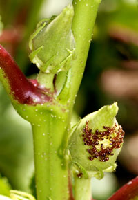 okra plant eated by ants